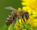 Fitness Fight: Native Bees Struggle Against Invasive Honey Bee