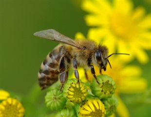 High Densities of European Honey Bees Threaten Native Bee Reproduction in Australia