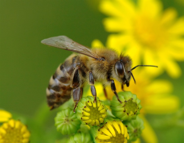 New Study Shows Larval Honey Bees Rely Entirely on Taste Rather Than Olfaction