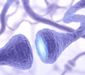 Study Reveals Shared Genetic Roots Between ALS and Hereditary Spastic Paraplegia