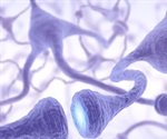 Study Sheds Light on Evolutionary Role of Microglia in the Peripheral Nervous System