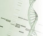 New Gene Editing Tool Alters Mitochondrial Mutation Levels in Stem Cells