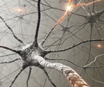 Scientists Identify Crucial Mechanism for Maintaining Neuronal Identity in the Brain