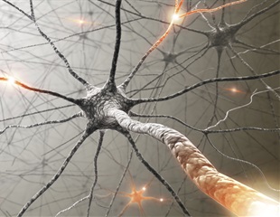 TEAD Proteins Switch Partners to Drive Neural Cell Maturation