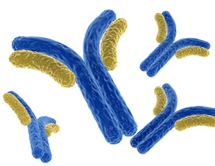 How Heterogeneous Antibody Immunity Shapes Strain Evolution