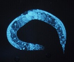 New Study Unlocks Secrets of Worms' Lipid-Based Surface Chemistry