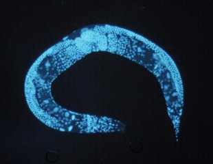 New Study Unlocks Secrets of Worms' Lipid-Based Surface Chemistry