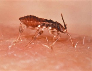 Targeting the Chagas Parasite by Interrupting Its Lifecycle