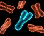 Y Chromosome Loss Weakens Cancer Immunity