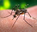 Genetic Ancestry Tied to Immune Response in Dengue Infection