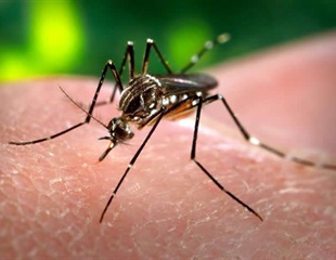 Genetic Ancestry Tied to Immune Response in Dengue Infection