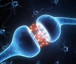 Microscopy Study Uncovers Dynamic Brain Remodeling During Hormonal Cycles