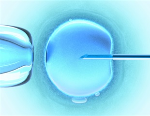 New Study Unveils Mechanism Behind Mice Ovary Development