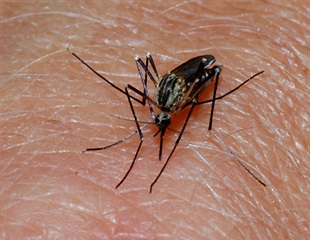 Trace the Evolution of Malaria Parasite Proteins