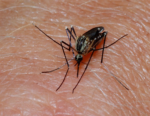 Genetic Study Reveals Insecticide Resistance in Malaria Vector Mosquitoes