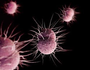 New Compound Fights Superbug Gonorrhea via Toxin-Antitoxin System