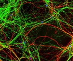 Small Molecule Restores TERT Levels to Combat Aging-Related Decline