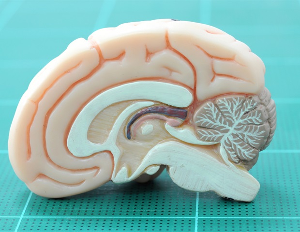Unlocking the Secrets of Synaptic Transmission