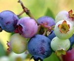 Review provides a detailed summary of the biochemistry underlying ginsenoside production