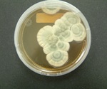 A Breakthrough in the Synthesis of Potent Bioactive Molecules