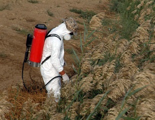 Researchers are decoding the genetics of agricultural pests
