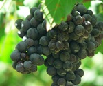 New insights into the mechanism underlying the immunomodulatory effects of polyphenols
