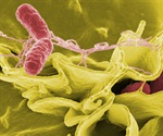 Novel Compound Targets Salmonella's Infection Mechanism