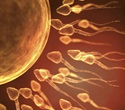 Pioneering Approach Restores Sperm Production and Fertility in Mouse Model
