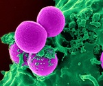 ‘Superbug’ Found to Digest Medical Plastic