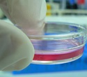 ISS National Lab-Sponsored Experiment Tests 3D Bioprinted Tissue for Growing Artificial Livers