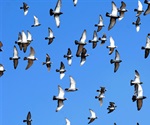 New Atlas of Chicken Genetics May Help Breed Disease Resistant Birds