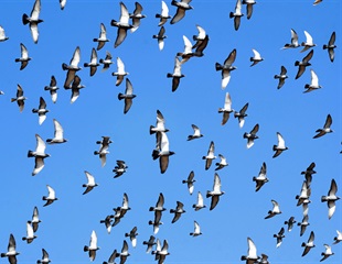 New Atlas of Chicken Genetics May Help Breed Disease Resistant Birds