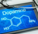 Discovery Connects Dopamine Receptor Desensitization to Everyday Motivational Fatigue