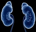 USC Researchers Advance Toward Building Functional Synthetic Kidneys