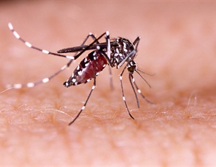 Large Testing Arena Helps Study How Mosquitoes Find Us Over Long Distances