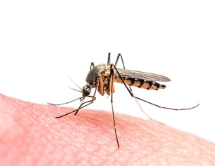 Genetic editing tools stop the spread of Culex mosquitoes