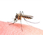Decoding Dengue: The Use of Less Efficient Codons for Viral Advantage