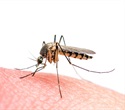 Scientists Build the First Cellular Atlas of the World’s Deadliest Mosquito