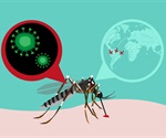 Zika Virus Hijacks Cellular Cleanup to Suppress Immune Response