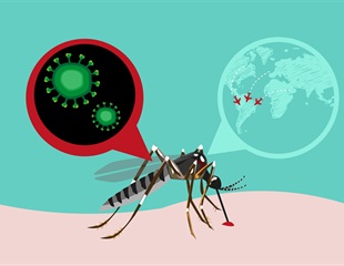 Zika Virus Hijacks Cellular Cleanup to Suppress Immune Response