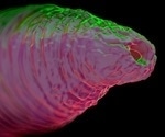 New Study Unlocks Secrets of Worms' Lipid-Based Surface Chemistry