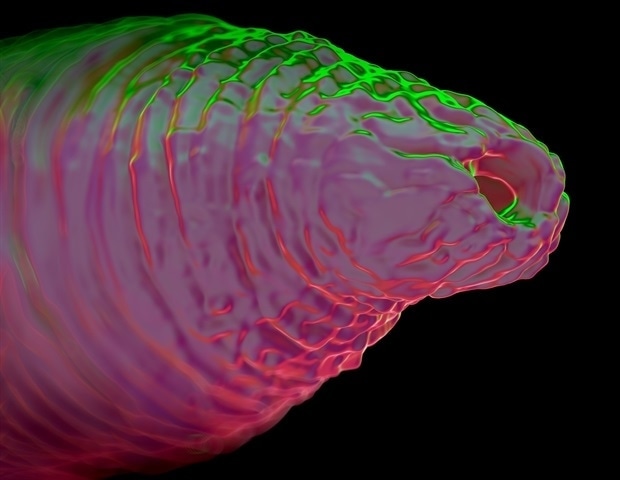 Worm Species Reveal Deep Genetic Similarities Across Evolutionary Time