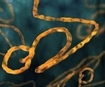Researchers identify new pathway that targets common vulnerability in different pandemic viruses