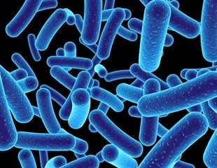 Research Unveils Mechanism Behind Evolution of Organelles from Bacteria