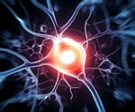 New Study Challenges Traditional View of Axon Shape and Function