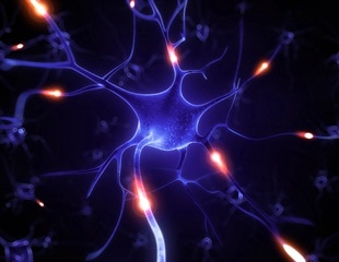 Study uncovers why developing nerve cells take a wrong turn