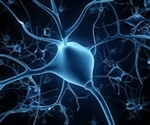 New Study Challenges Traditional View of Axon Shape and Function