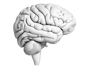 Yale Researchers Identify Gut-Linked Immune Cells in the Brain