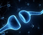 Study shows cocaine use in mice leads to formation of synapses