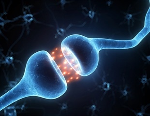 Immune System Peacekeepers Key to Preventing Autoimmunity During Infection